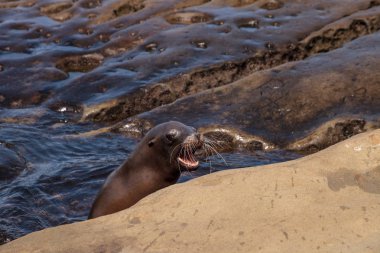 California deniz aslanı Zalophus californianus buzlu sunning