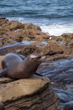 California deniz aslanı Zalophus californianus buzlu sunning