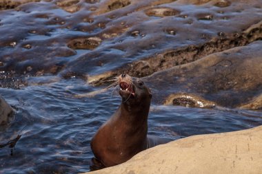California deniz aslanı Zalophus californianus buzlu sunning
