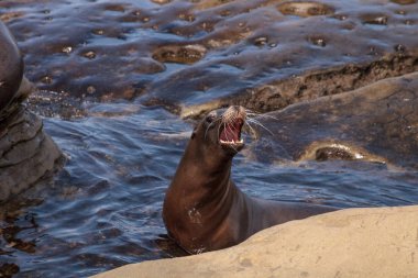 California deniz aslanı Zalophus californianus buzlu sunning