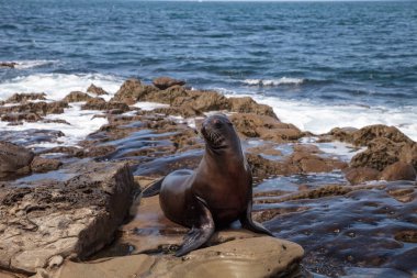California deniz aslanı Zalophus californianus buzlu sunning