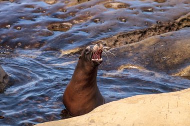 California deniz aslanı Zalophus californianus buzlu sunning