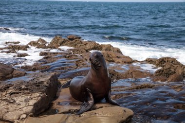 California deniz aslanı Zalophus californianus buzlu sunning