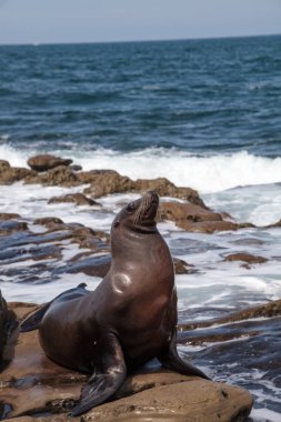 California deniz aslanı Zalophus californianus buzlu sunning