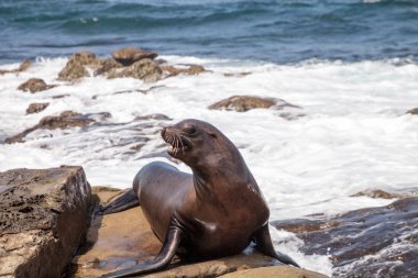 California deniz aslanı Zalophus californianus buzlu sunning
