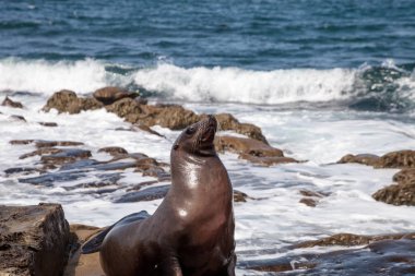 California deniz aslanı Zalophus californianus buzlu sunning