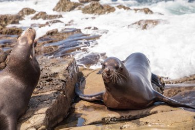 California deniz aslanı Zalophus californianus buzlu sunning