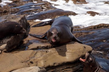 California deniz aslanı Zalophus californianus buzlu sunning
