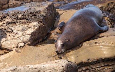 California deniz aslanı Zalophus californianus buzlu sunning