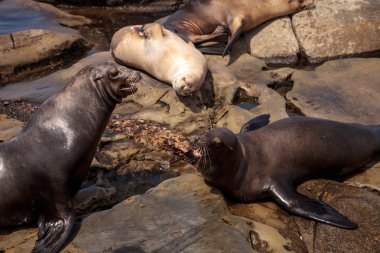 California deniz aslanı Zalophus californianus savunarak