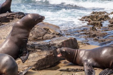 California deniz aslanı Zalophus californianus savunarak
