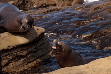 California deniz aslanı Zalophus californianus savunarak