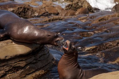 California deniz aslanı Zalophus californianus savunarak