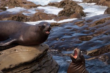 California deniz aslanı Zalophus californianus savunarak
