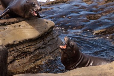 California deniz aslanı Zalophus californianus savunarak