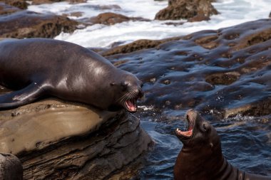 California deniz aslanı Zalophus californianus savunarak