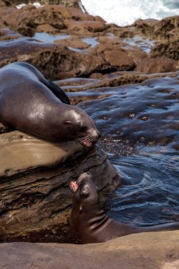 California deniz aslanı Zalophus californianus savunarak