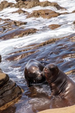 California deniz aslanı Zalophus californianus öpüşme
