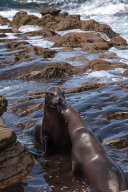 California deniz aslanı Zalophus californianus öpüşme