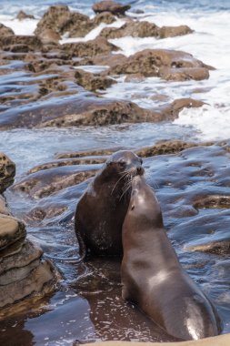 California deniz aslanı Zalophus californianus öpüşme