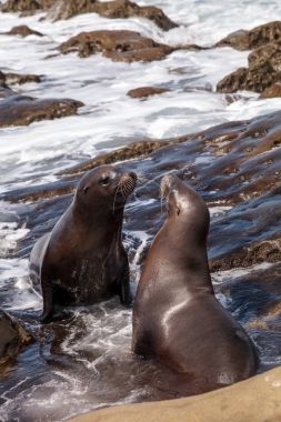 California deniz aslanı Zalophus californianus öpüşme