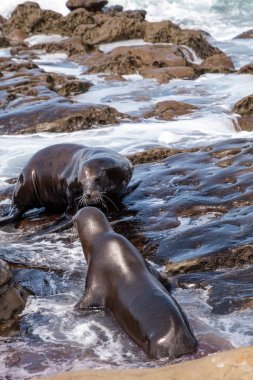 California deniz aslanı Zalophus californianus öpüşme