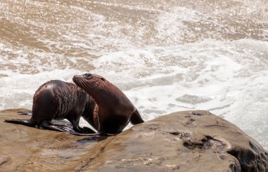 Genç Kaliforniya deniz aslanı Zalophus californianus yavrular