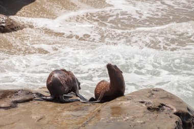 Genç Kaliforniya deniz aslanı Zalophus californianus yavrular