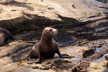 Genç Kaliforniya deniz aslanı Zalophus californianus yavrular