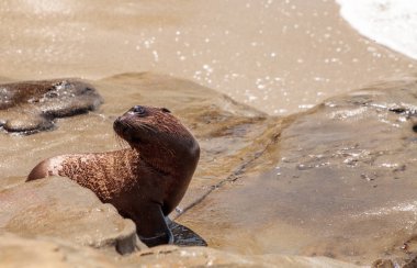 Genç Kaliforniya deniz aslanı Zalophus californianus yavrular