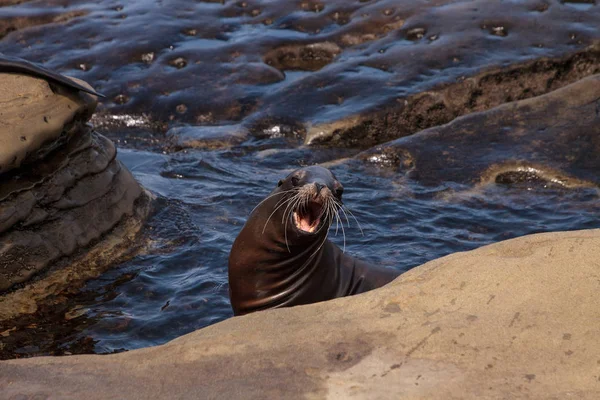 California deniz aslanı Zalophus californianus buzlu sunning