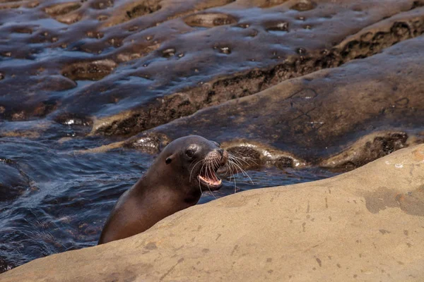 California deniz aslanı Zalophus californianus buzlu sunning