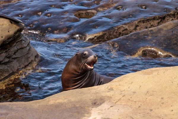 California sea lion Zalophus californianus sunning on the rocks