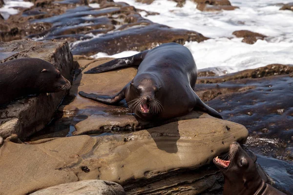 California deniz aslanı Zalophus californianus buzlu sunning