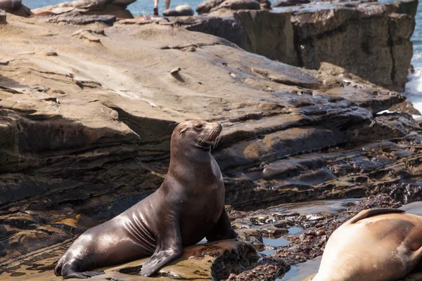 California sea lion Zalophus californianus sunning on the rocks