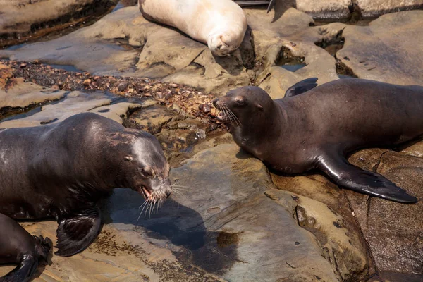 California deniz aslanı Zalophus californianus savunarak