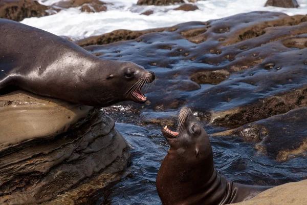 California deniz aslanı Zalophus californianus savunarak