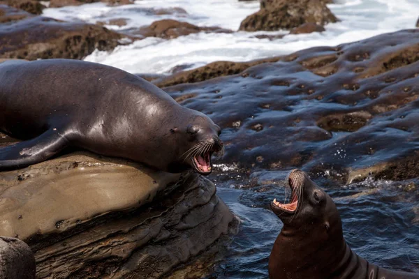 California deniz aslanı Zalophus californianus savunarak