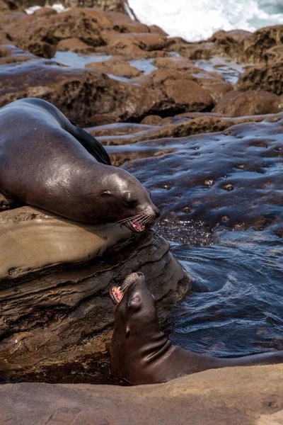 California deniz aslanı Zalophus californianus savunarak