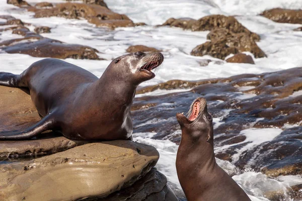 California deniz aslanı Zalophus californianus savunarak