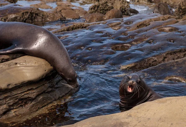 Стверджуючи, Каліфорнія морський лев Zalophus californianus — стокове фото