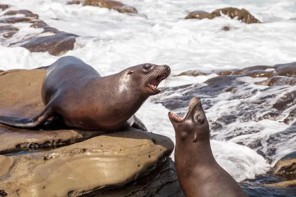 California deniz aslanı Zalophus californianus savunarak 