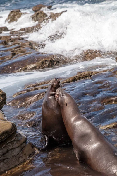 California deniz aslanı Zalophus californianus öpüşme