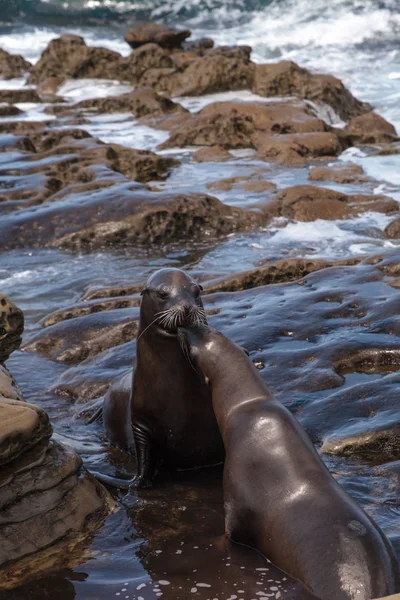 California deniz aslanı Zalophus californianus öpüşme