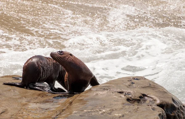 Genç Kaliforniya deniz aslanı Zalophus californianus yavrular