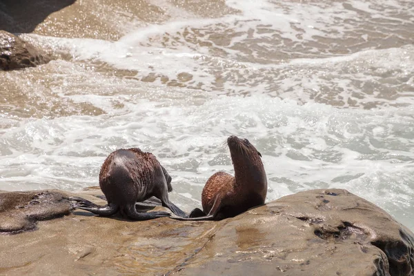 Genç Kaliforniya deniz aslanı Zalophus californianus yavrular