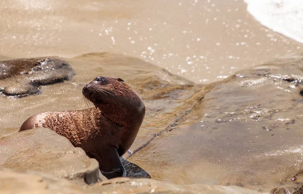Genç Kaliforniya deniz aslanı Zalophus californianus yavrular