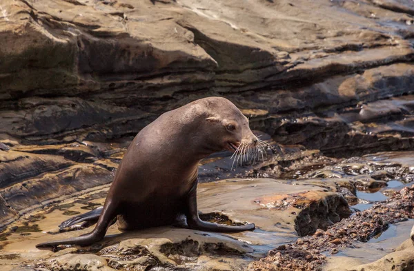 Genç Kaliforniya deniz aslanı Zalophus californianus yavrular