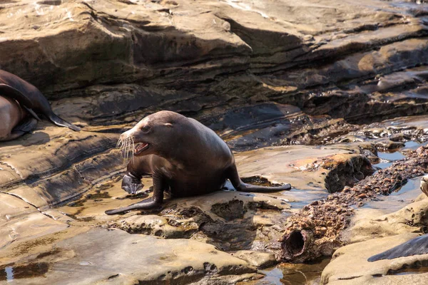 Fiatal kaliforniai oroszlánfóka Zalophus californianus kölykök — Stock Fotó