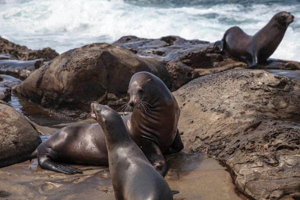 Anne ve yavru California Deniz Aslan Zalophus californianus